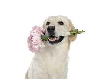 Cute Labrador Retriever with beautiful peony flowers on white background