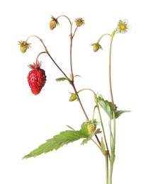 Photo of Stems of wild strawberry with berries, green leaves and flower isolated on white