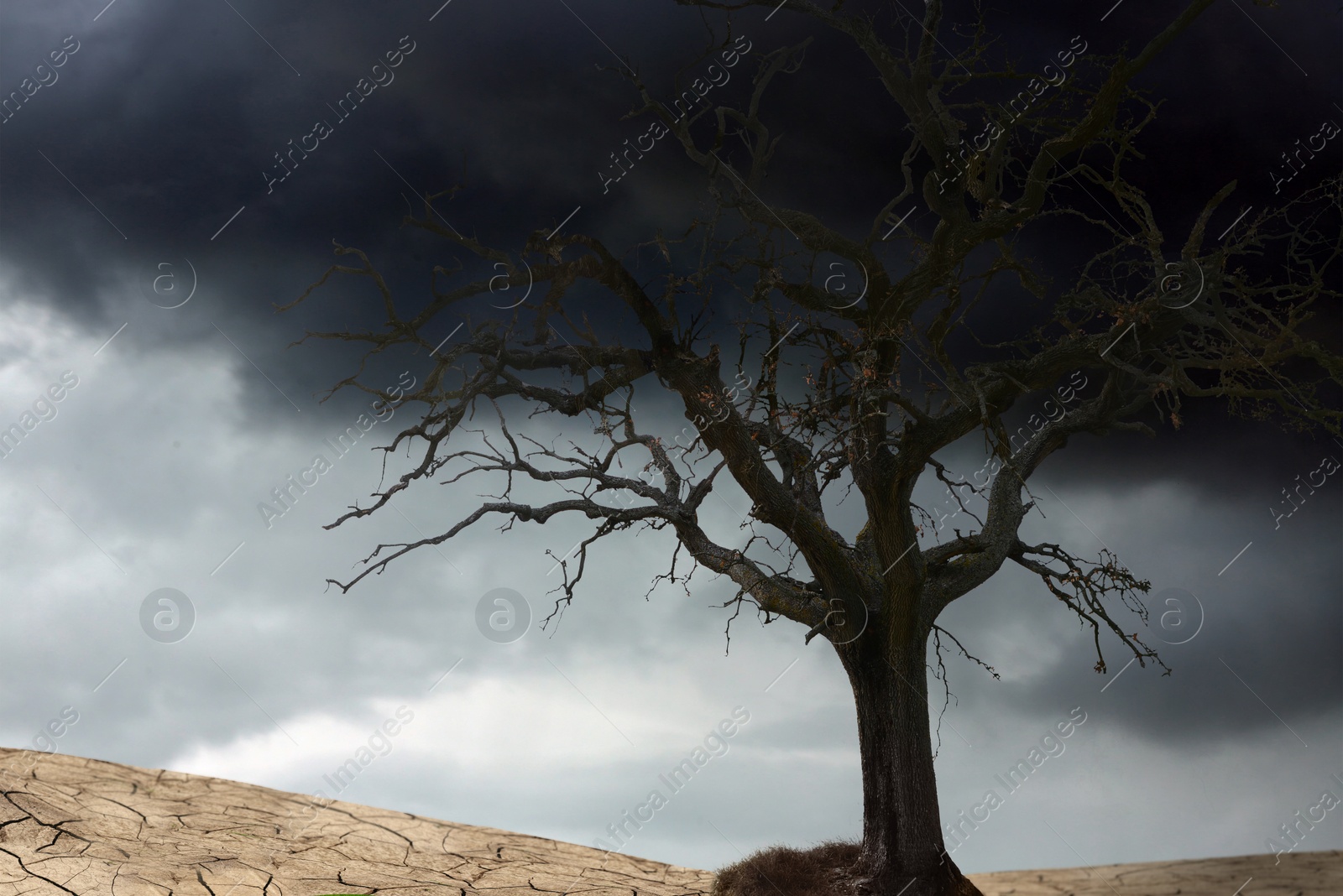 Image of Dry tree among desert parched soil under cloudy sky. Landscape symbolizing climate change