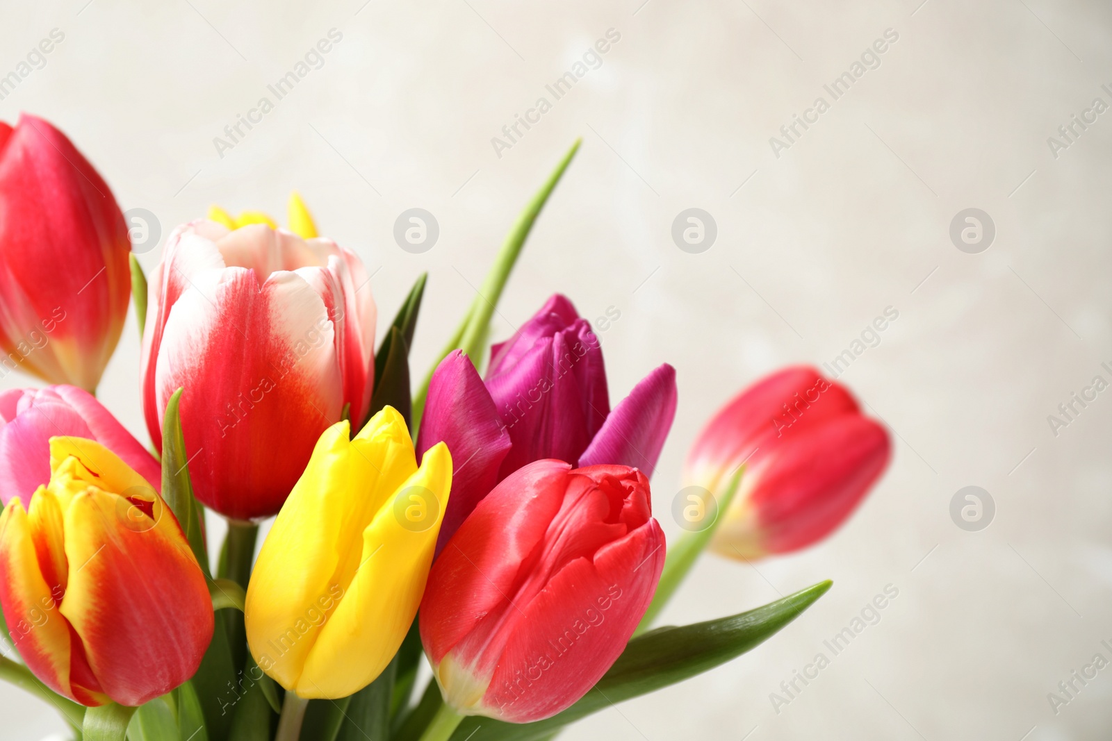 Photo of Beautiful spring tulips on light background, closeup