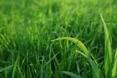 Photo of Green lawn with fresh grass outdoors on sunny day, closeup