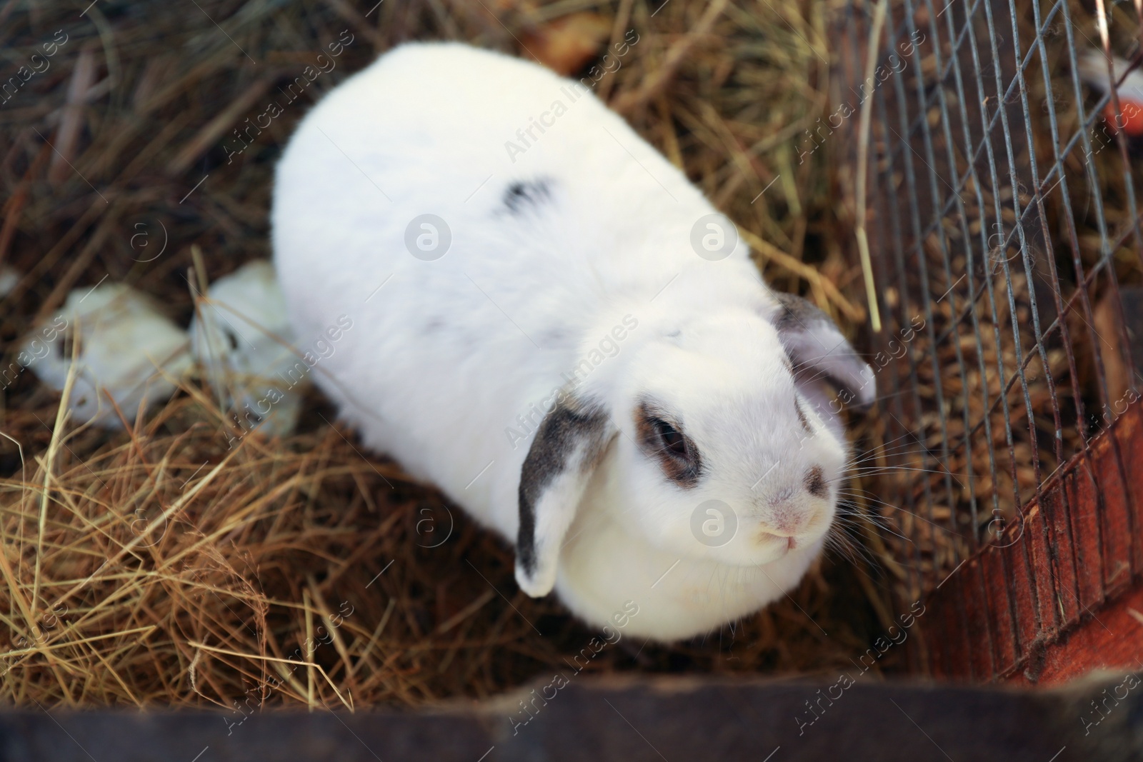 Photo of Cute fluffy bunny on hay in zoo, above view