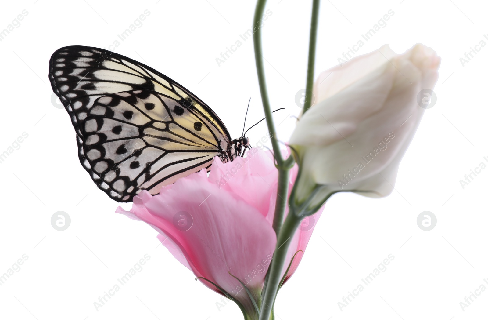 Photo of Beautiful rice paper butterfly sitting on eustoma flower against white background