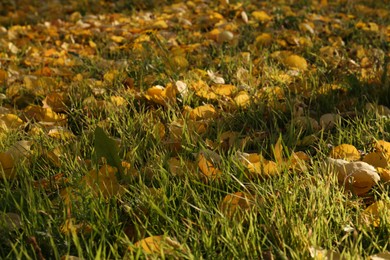 Photo of Beautiful dry leaves on grass outdoors. Autumn season