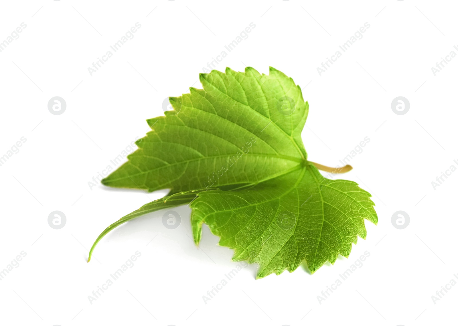 Photo of Fresh green grape leaf on white background