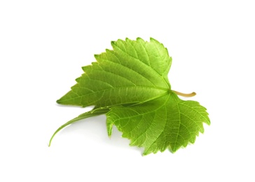 Photo of Fresh green grape leaf on white background