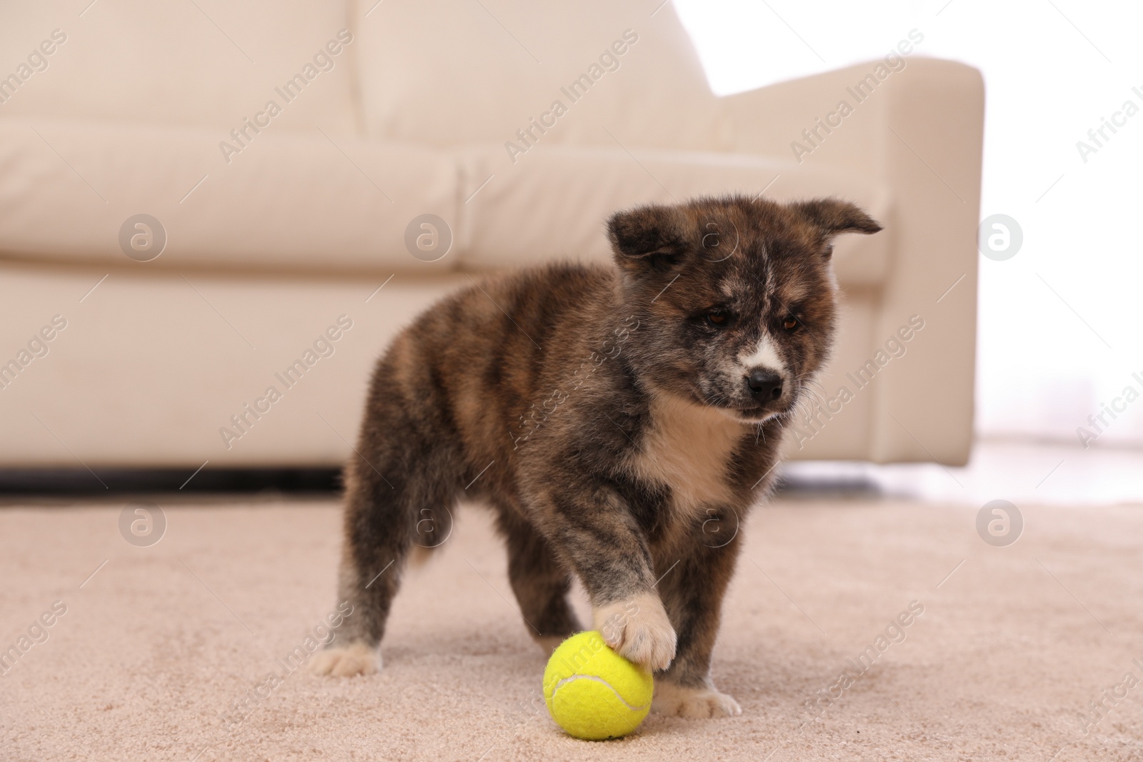 Photo of Cute Akita inu puppy with ball indoors. Playful dog