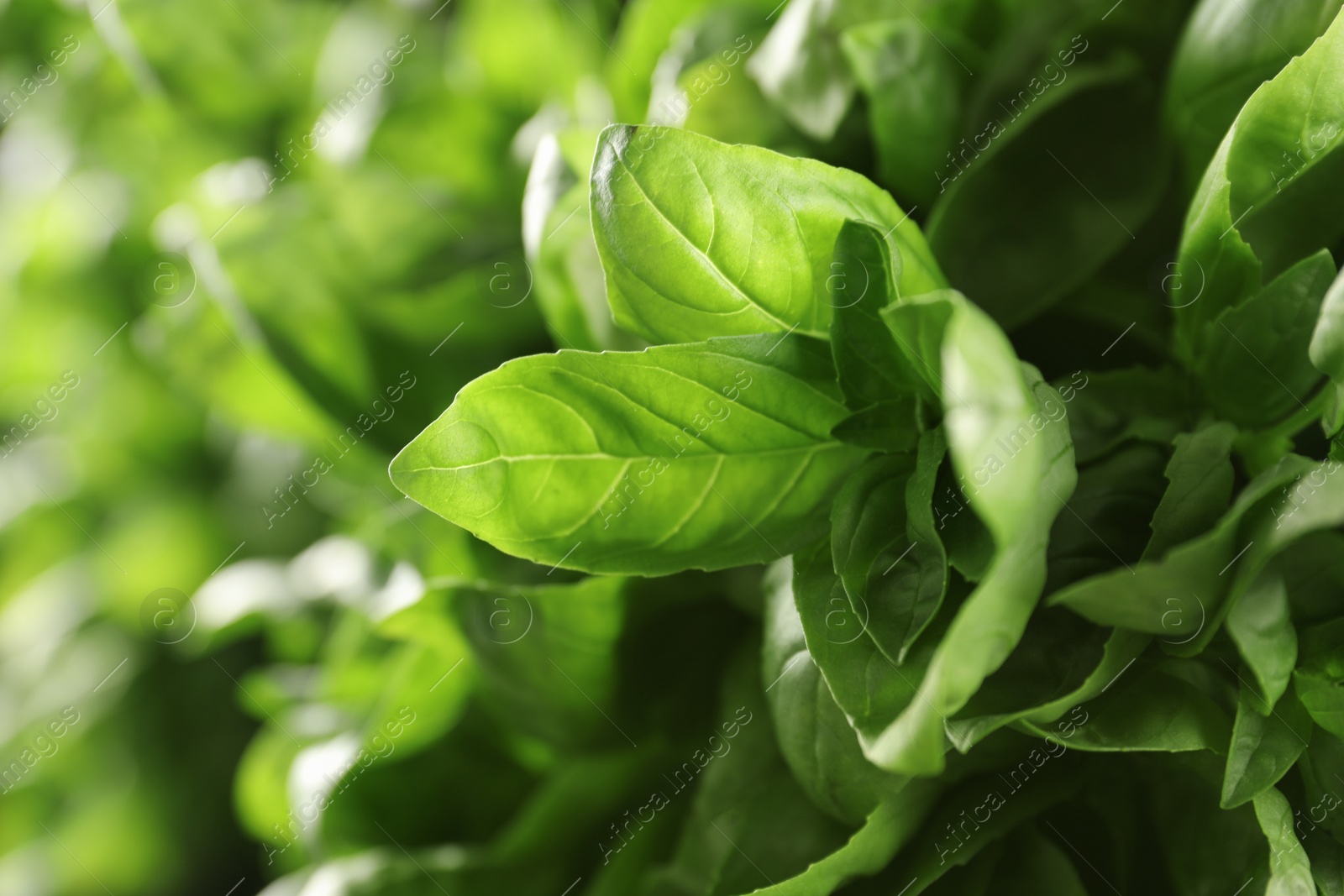 Photo of Fresh green basil leaves, closeup. Culinary herb