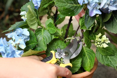 Photo of Woman pruning hortensia plant with shears outdoors, closeup