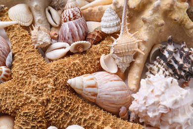 Different seashells and starfishes as background, closeup view