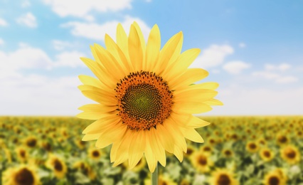 Image of Beautiful sunflower in field under blue sky 