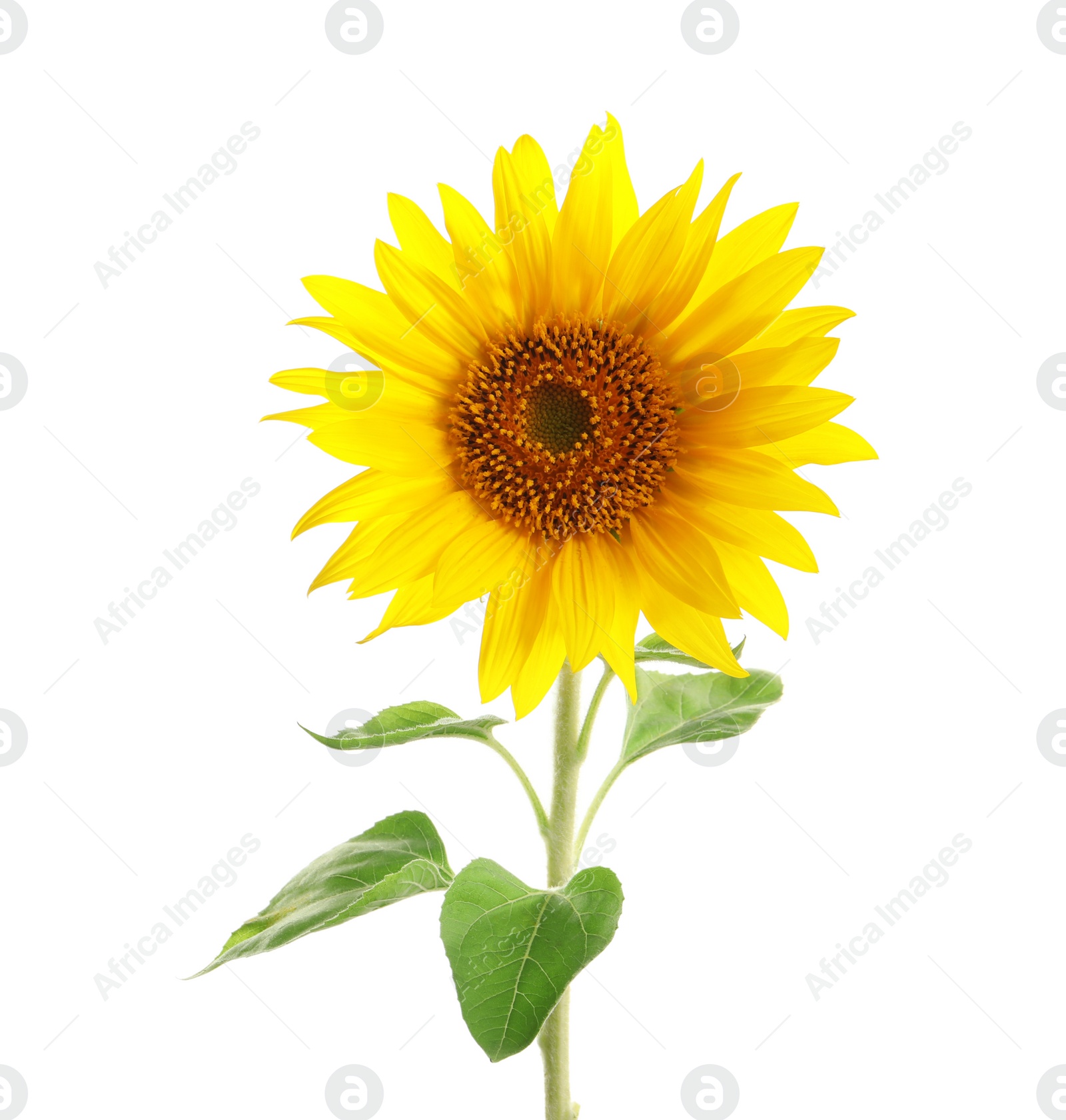 Photo of Beautiful bright yellow sunflower on white background