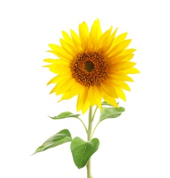 Photo of Beautiful bright yellow sunflower on white background