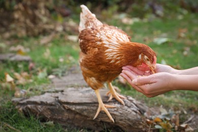 Woman feeding chicken in yard on farm, closeup. Domestic animal