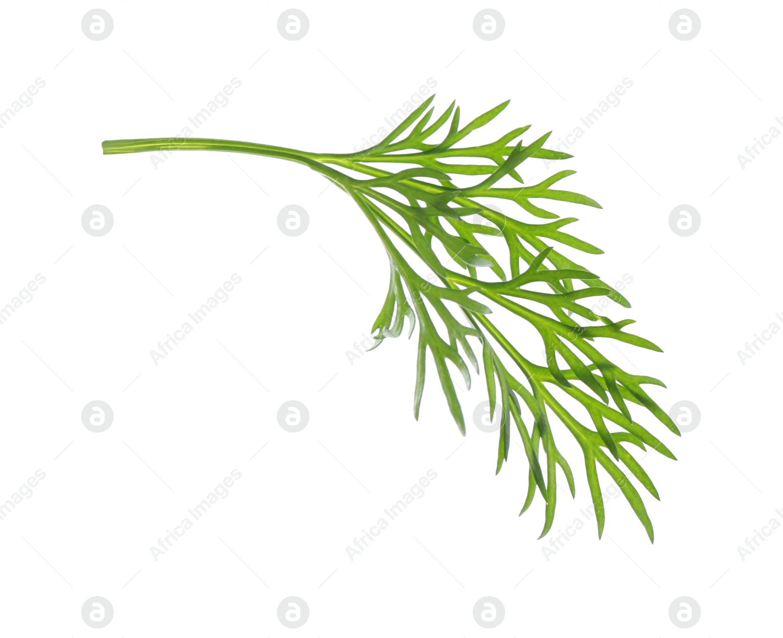 Photo of Sprig of fresh dill isolated on white