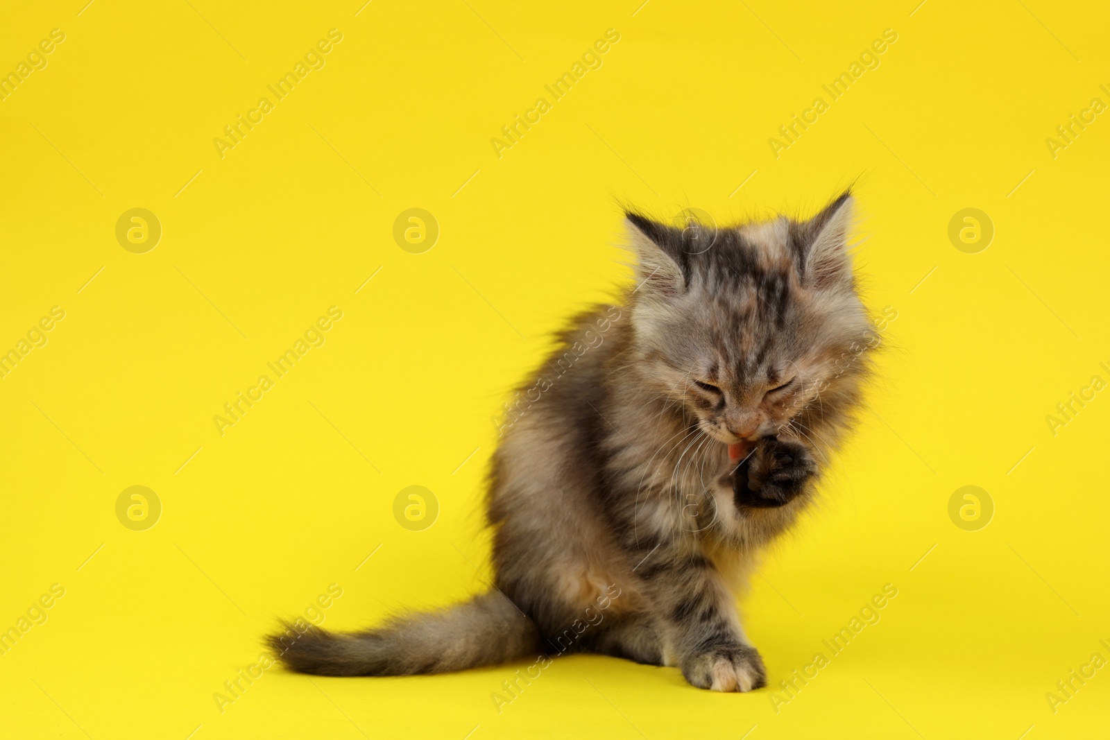 Photo of Cute fluffy kitten on yellow background, space for text