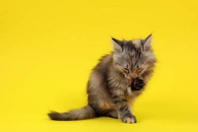 Cute fluffy kitten on yellow background, space for text