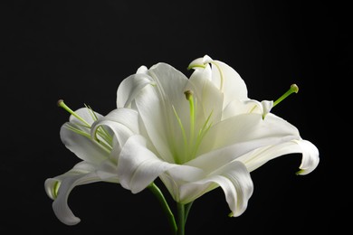 Photo of Beautiful white lily flowers on black background, closeup