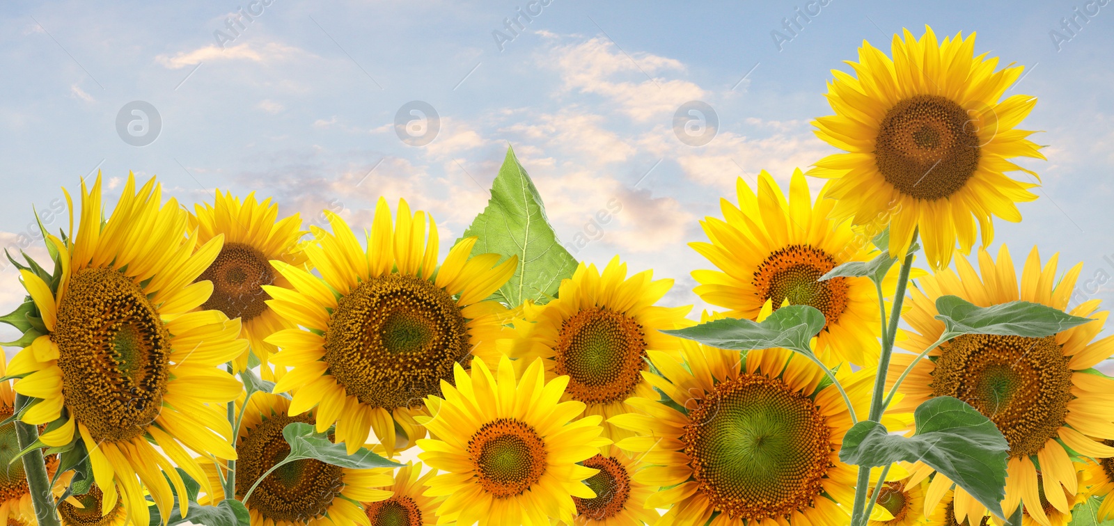 Image of Many bright sunflowers and sky on background. Banner design 