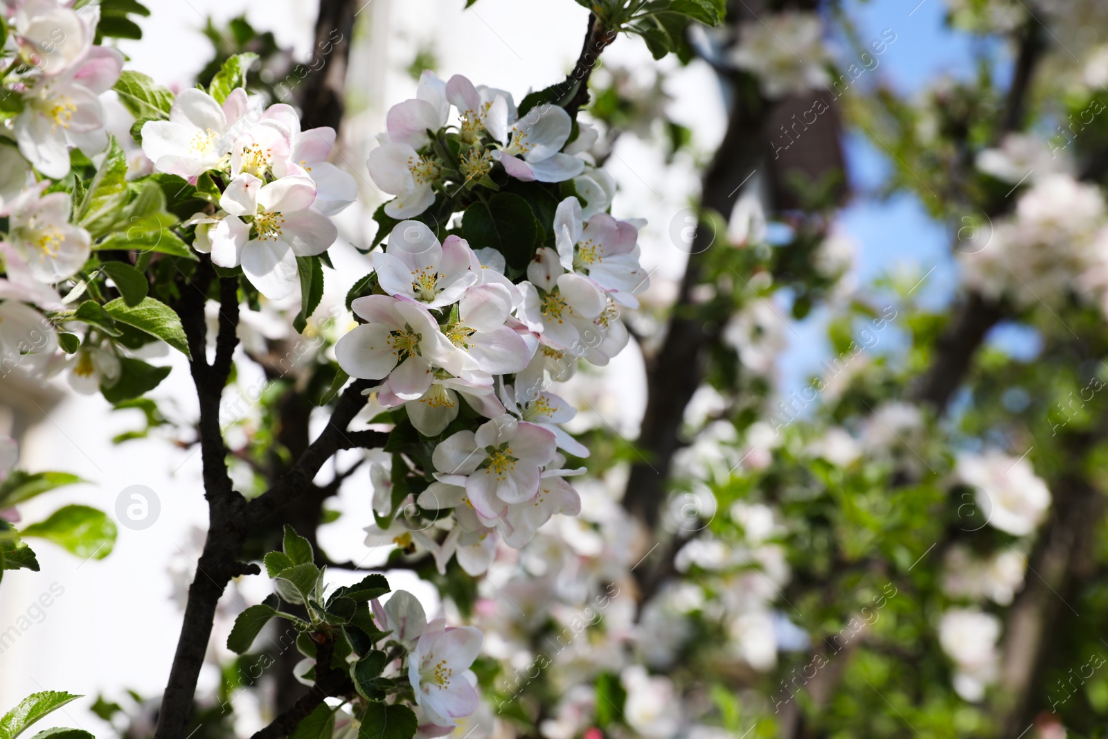 Photo of Closeup view of blossoming tree with white flowers outdoors