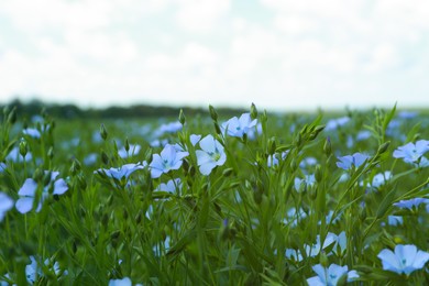 Photo of Many beautiful blooming flax plants in field