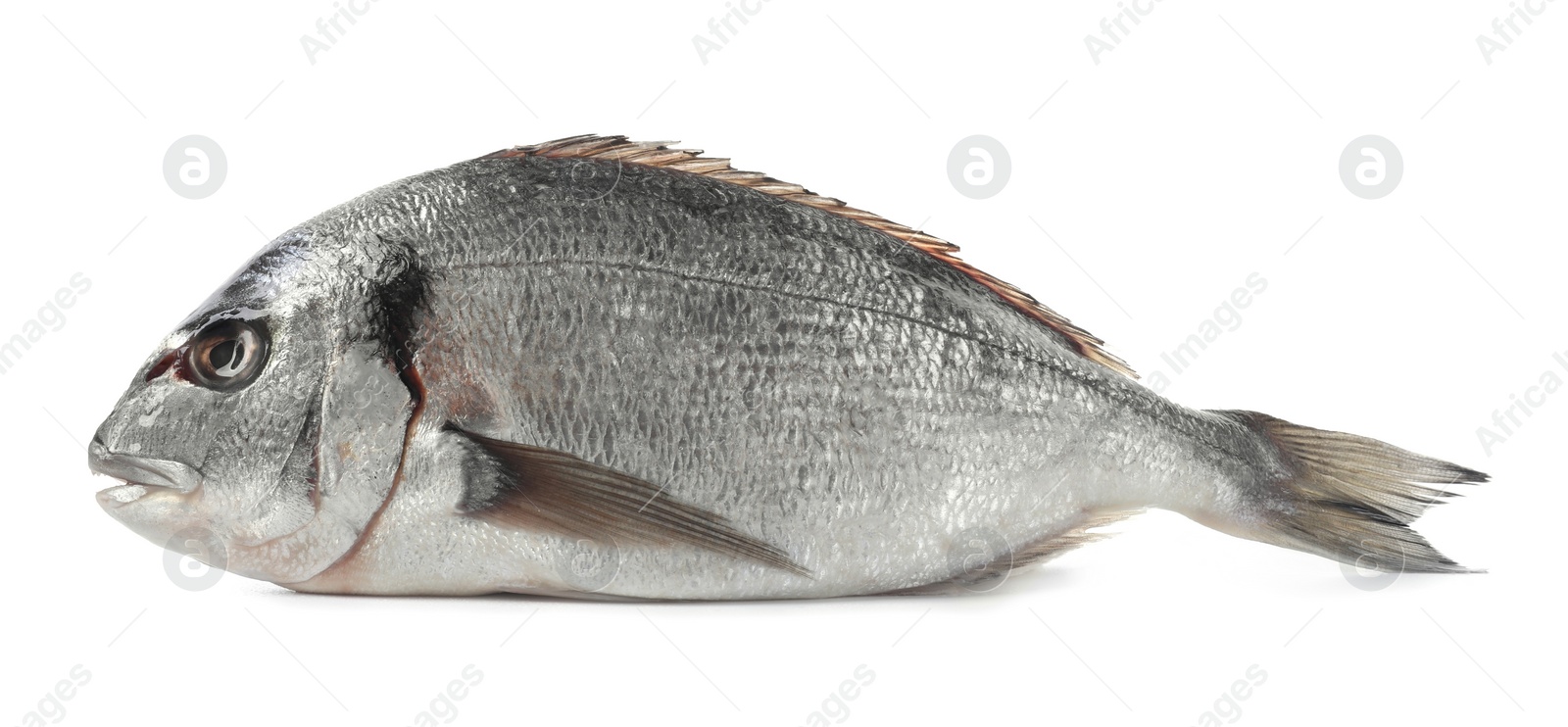 Photo of Fresh raw dorado fish isolated on white