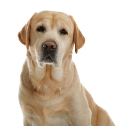 Yellow labrador retriever on white background. Adorable pet