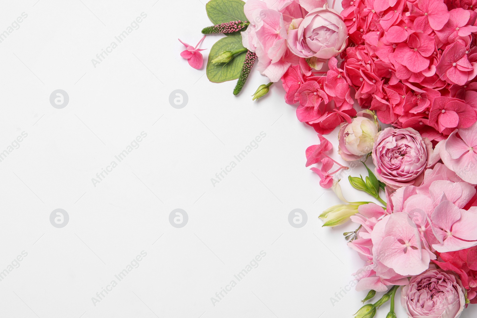 Photo of Beautiful composition with hortensia flowers on white background, flat lay. Space for text