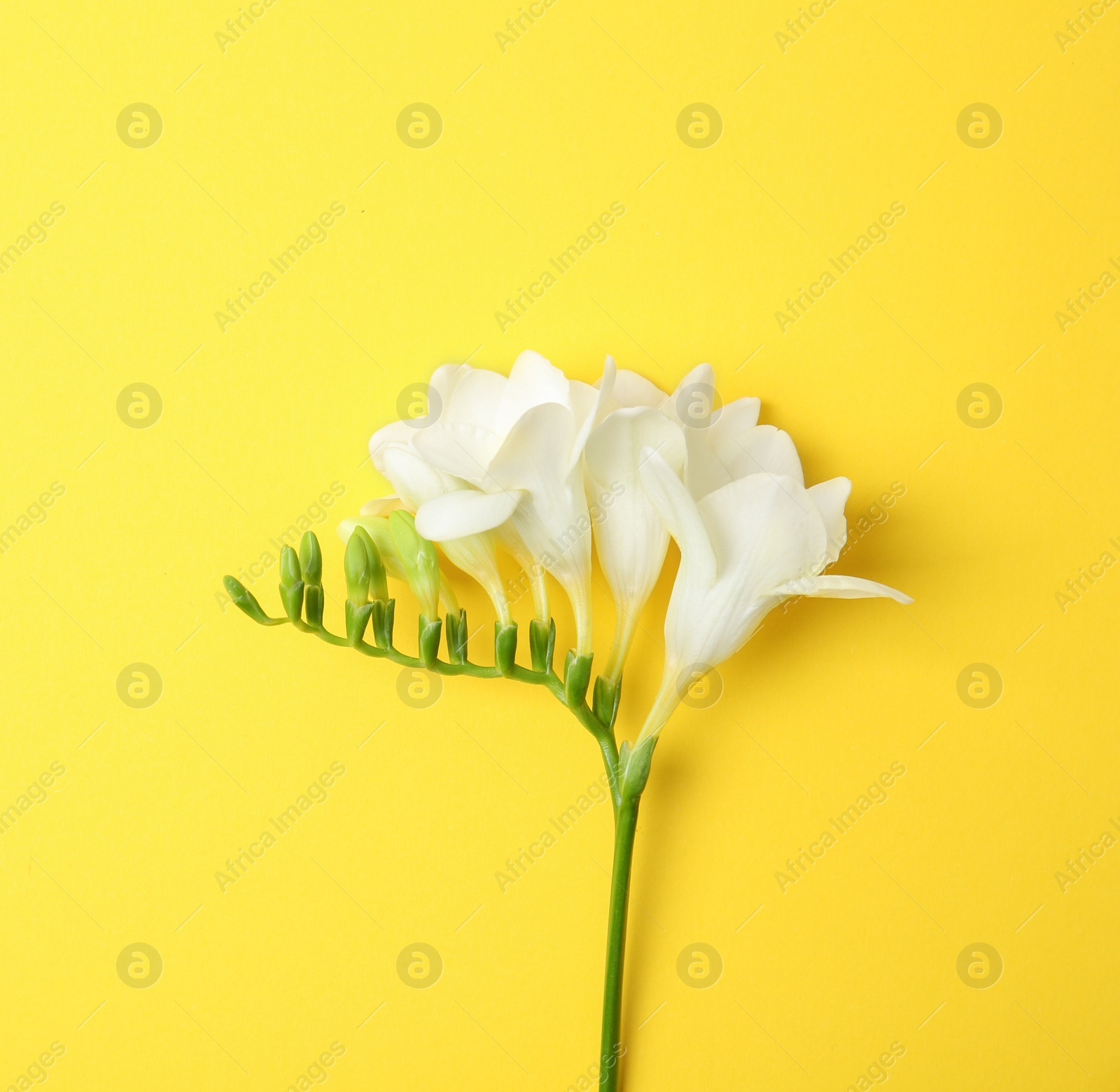 Photo of Beautiful freesia on color background