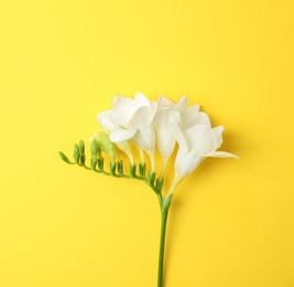 Photo of Beautiful freesia on color background