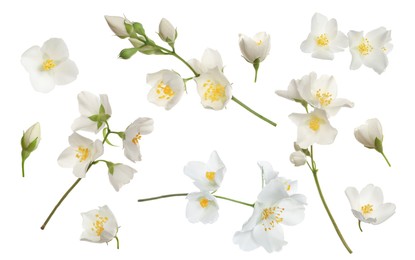 Image of Set with beautiful tender jasmine flowers on white background