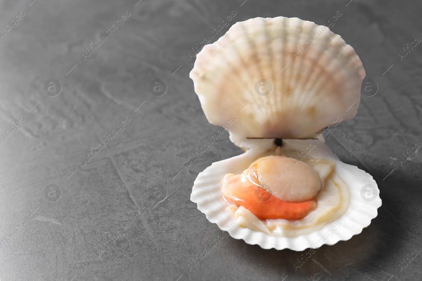 Photo of Fresh raw scallop with shell on grey table, closeup. Space for text
