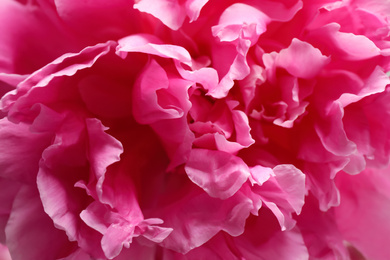 Photo of Closeup view of beautiful pink peony flower