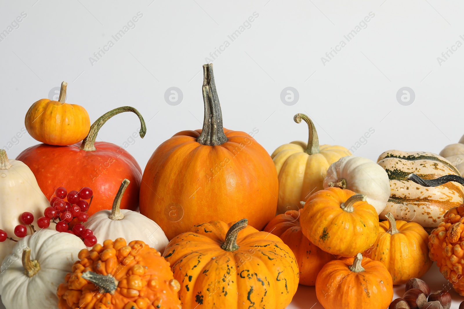 Photo of Thanksgiving day. Beautiful composition with pumpkins on white background, space for text