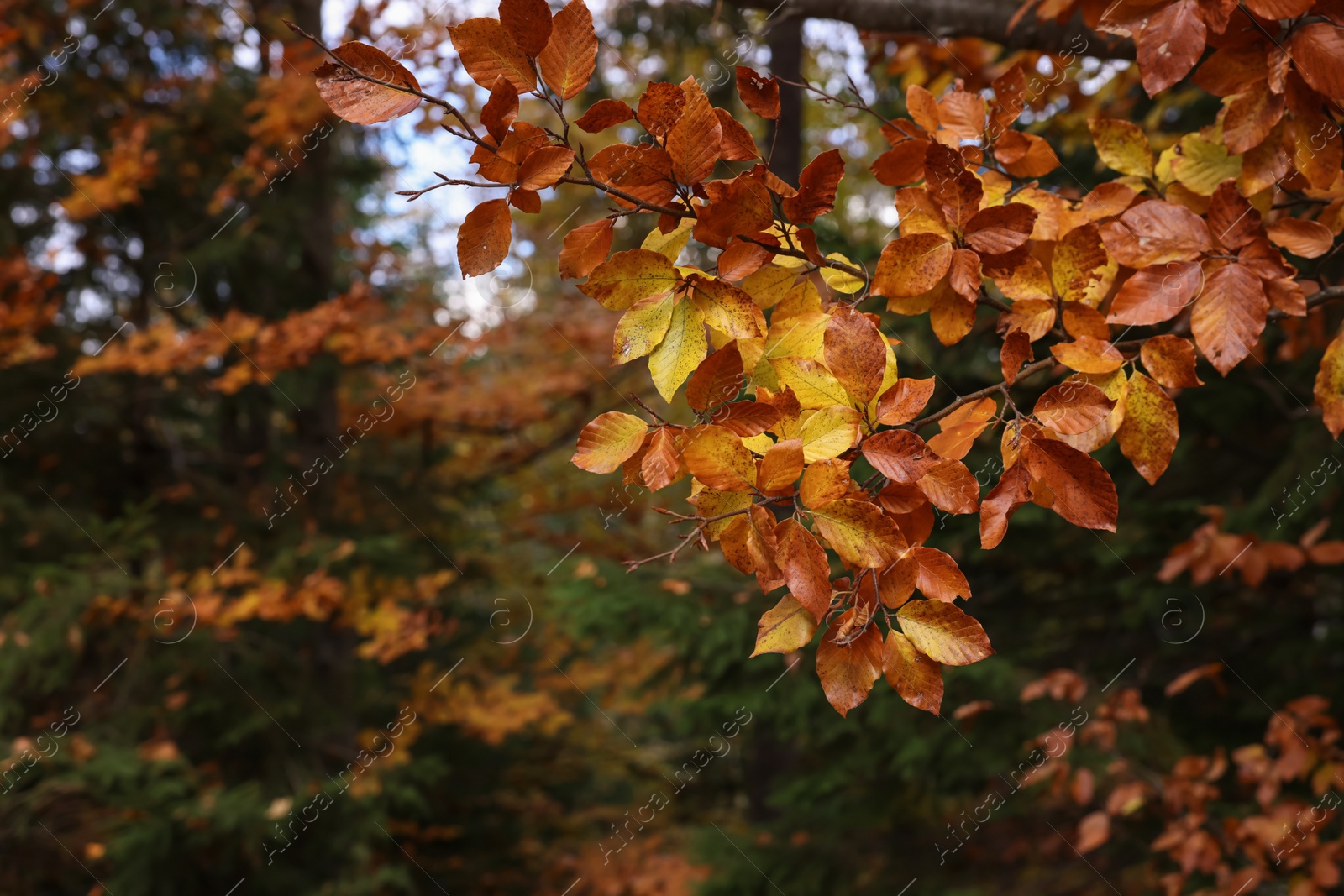 Photo of Branches with beautiful leaves in autumn, closeup