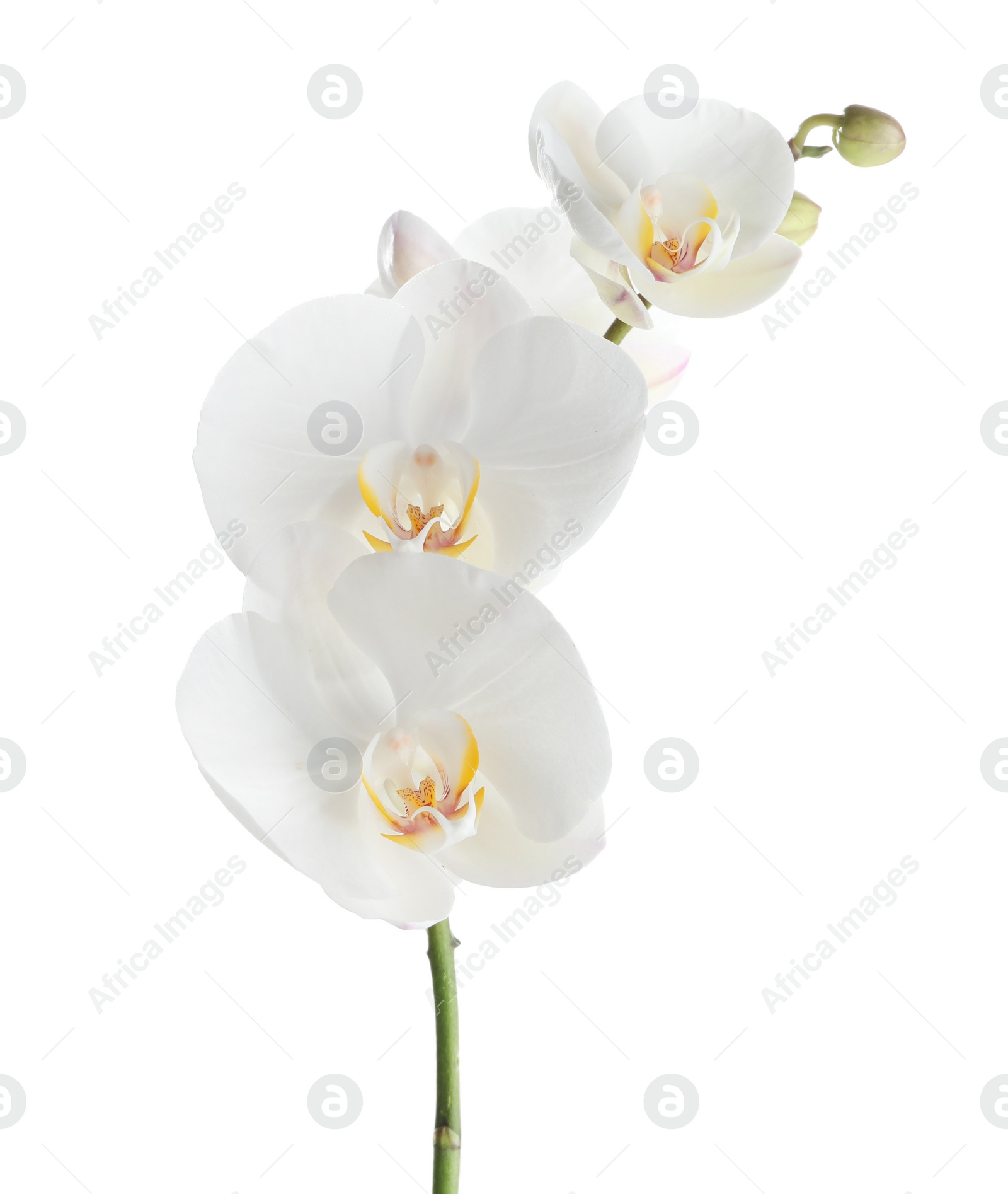 Photo of Branch with beautiful tropical orchid flowers on white background