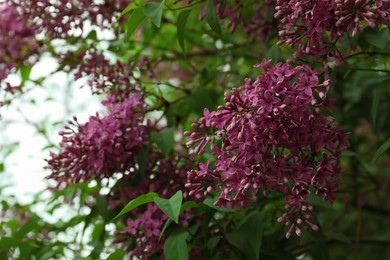 Beautiful blossoming lilac outdoors, closeup view. Springtime