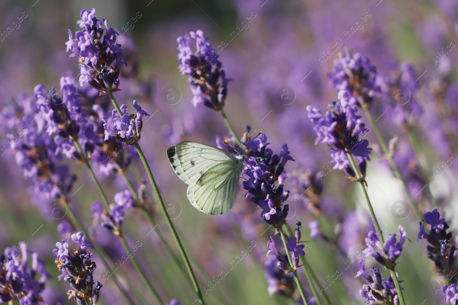 Photo of Beautiful butterfly in lavender field on sunny day, closeup