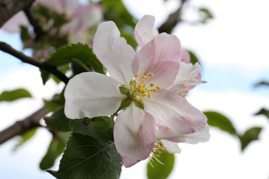 Photo of Beautiful pink flower of blossoming apple tree, closeup view. Spring season