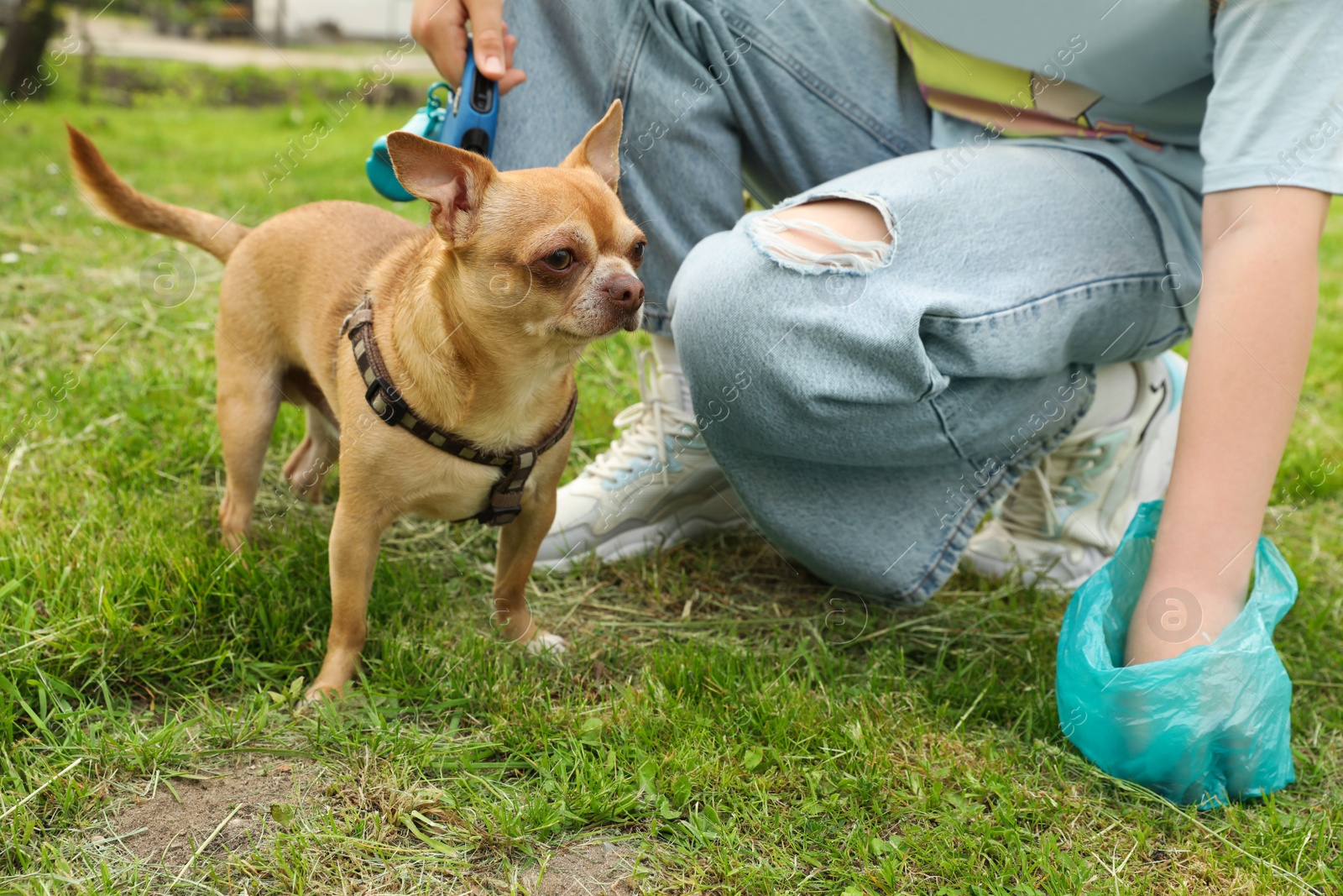 Photo of Woman picking up her dog's poop from green grass in park, closeup