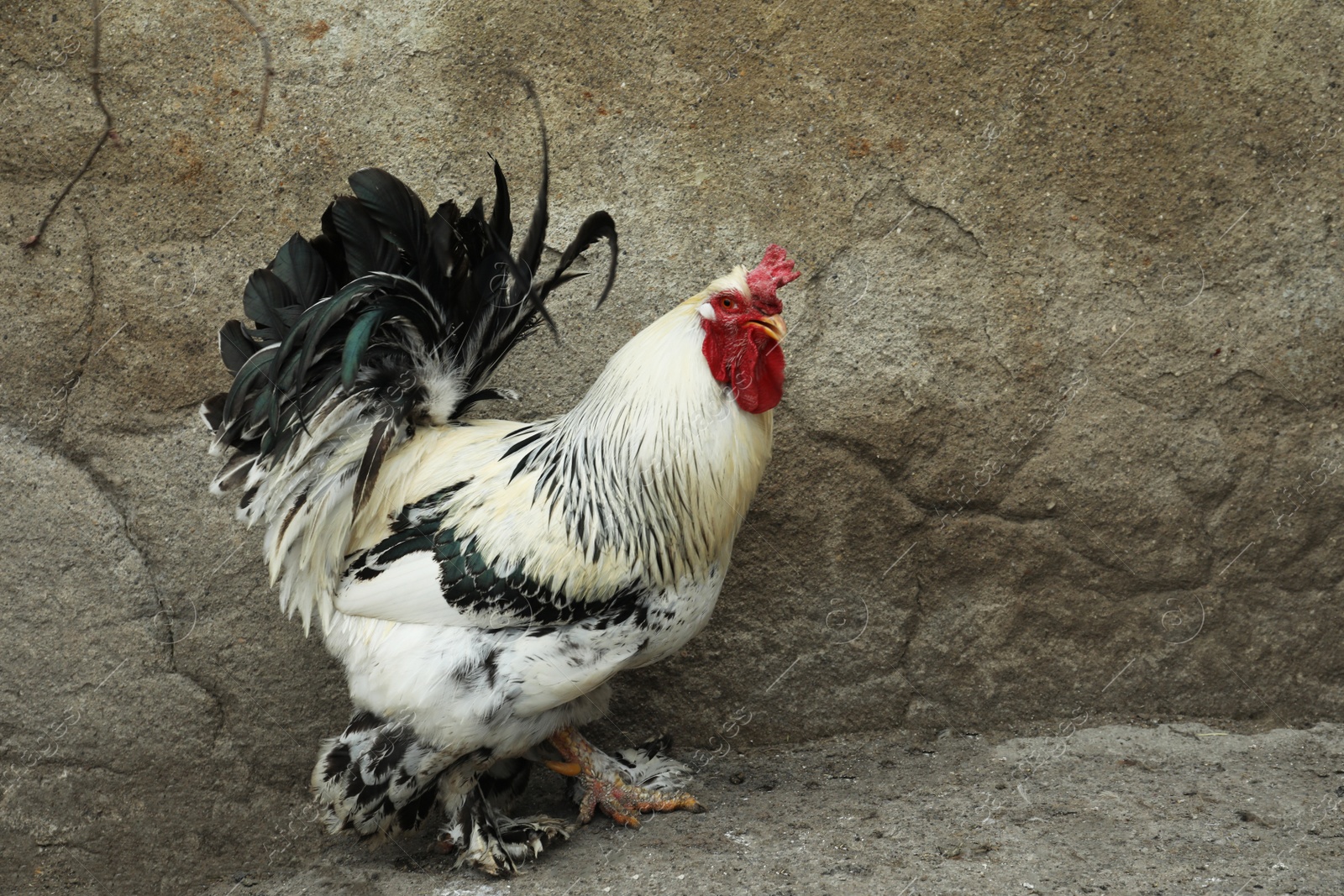 Photo of Big beautiful rooster in yard. Domestic animal