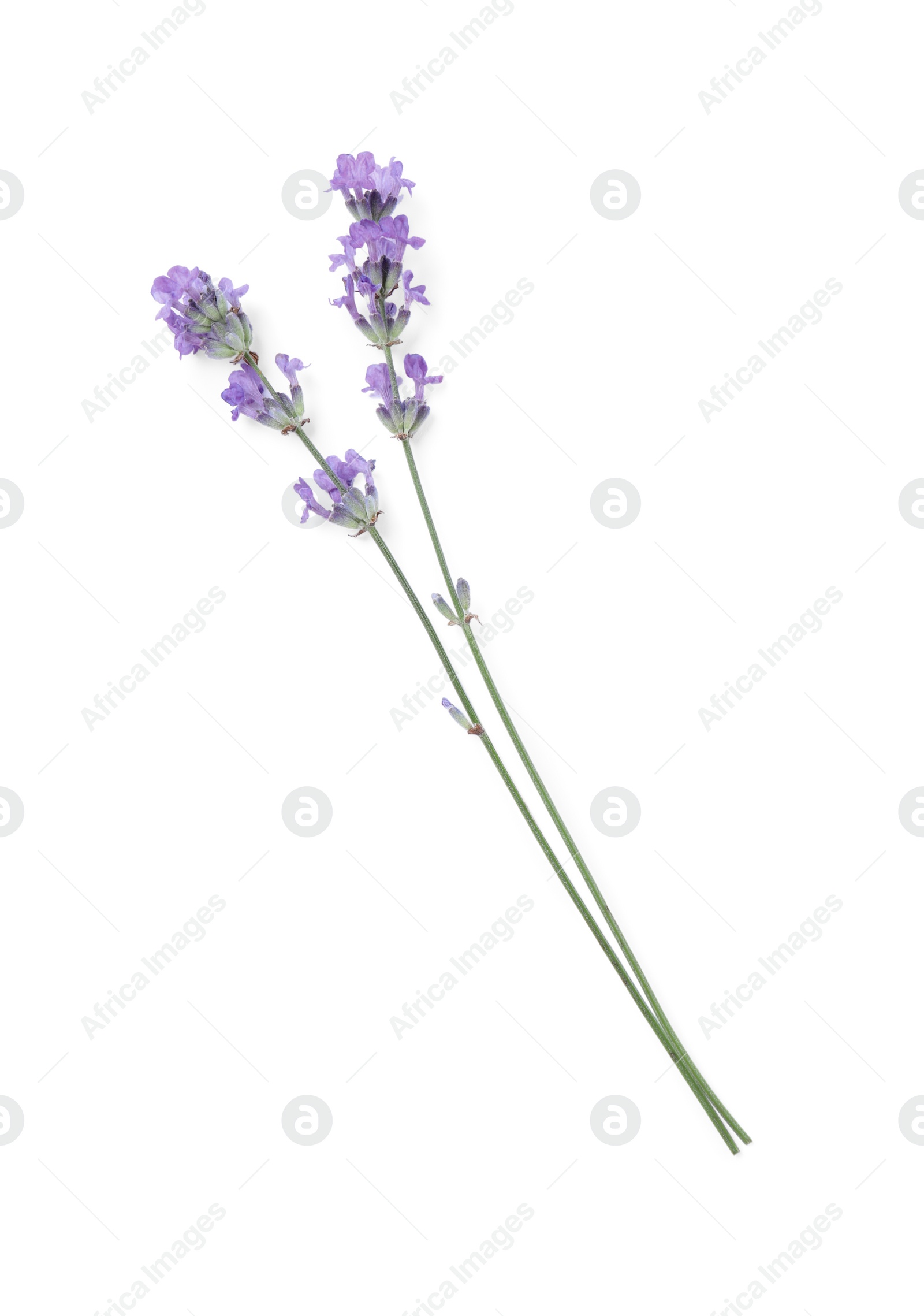 Photo of Beautiful aromatic lavender flowers isolated on white, top view