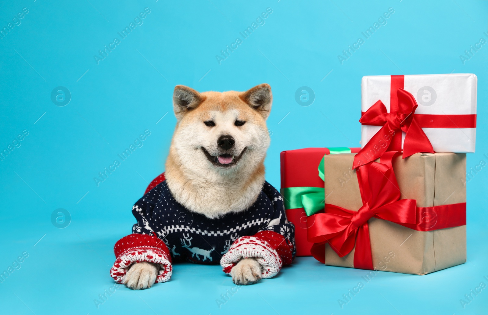 Photo of Cute Akita Inu dog in Christmas sweater near gift boxes on blue background