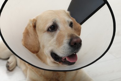 Photo of Sad Labrador Retriever with protective cone collar indoors, closeup