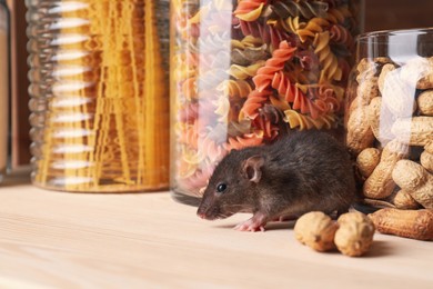 Photo of Small brown rat looking for food on wooden shelf