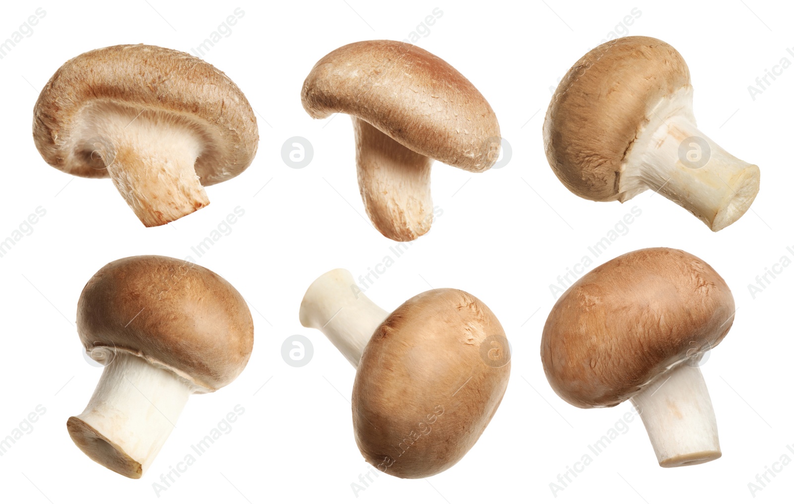 Image of Set of fresh edible mushrooms on white background