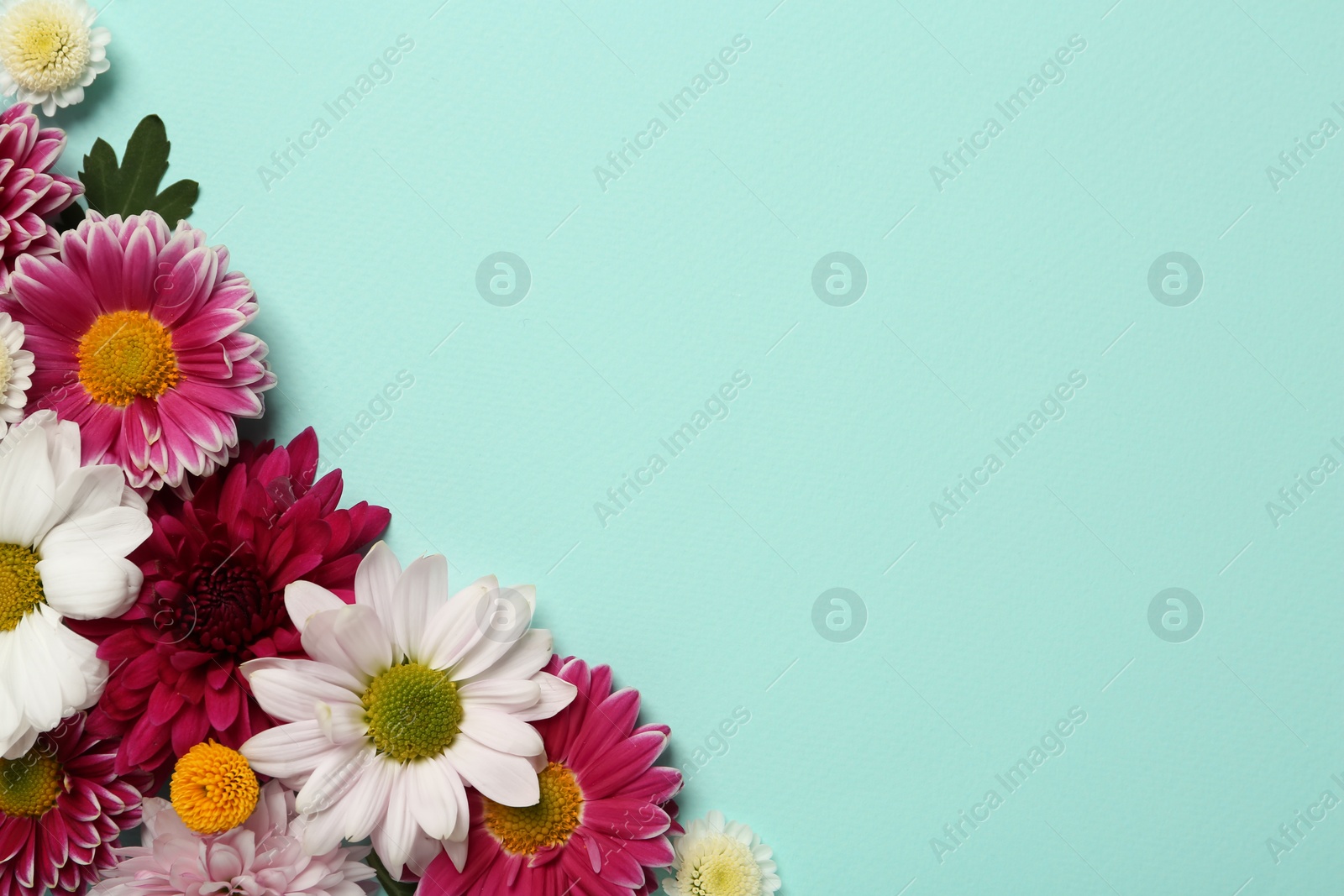 Photo of Beautiful chrysanthemum flowers on light blue background, flat lay. Space for text