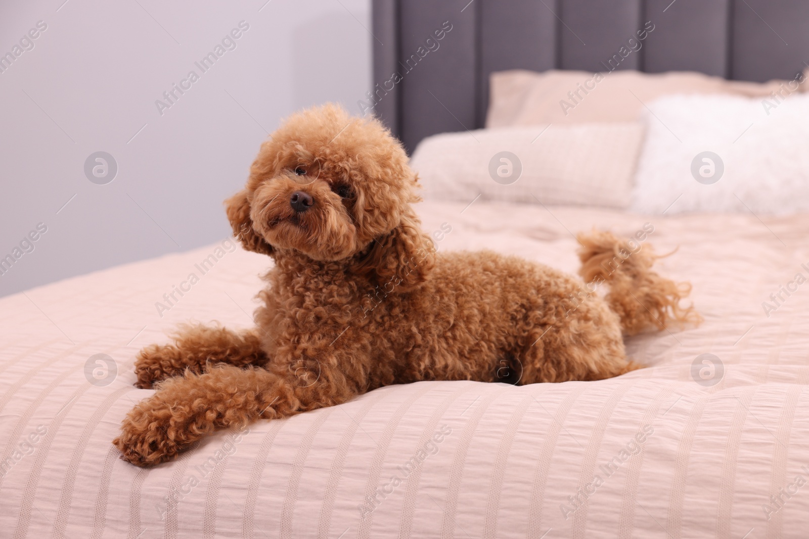 Photo of Cute Maltipoo dog on soft bed at home. Lovely pet