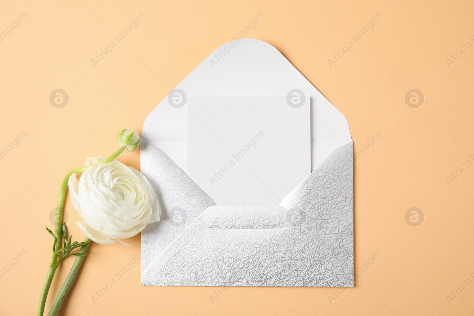 Photo of Flat lay composition with beautiful ranunculus flower and card in envelope on color background. Space for text