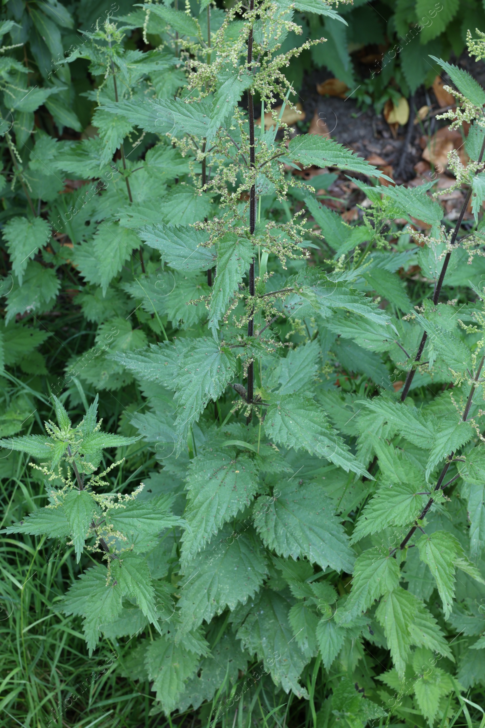 Photo of Stinging nettle plant with green leaves growing outdoors